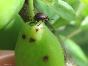 Rhynchite frugivore