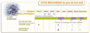 Prunier_Cycle-pou-san-jose<i>Diaspidiotus perniciosus<i>