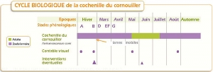 Prunier_Cycle-cochenille-cornouiller
