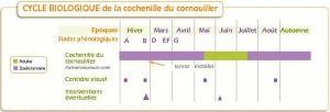 Prunier_Cycle-cochenille-cornouiller <i>Parthenolecanium cornii>