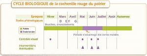 Prunier_Cycle-cochenille-rouge-poirier