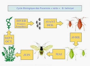 Prunier_Cycle-puceron-vert <i>Brachycaudus helichrysi<i>