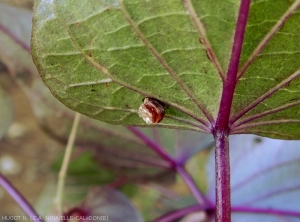 Aspidimorpha-Oeuf-1