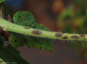 Détail de plusieurs lésions brunes et elliptiques formées sur un pétiole de tomate. <i><b>Corynespora cassiicola</i></b> (corynesporiose)