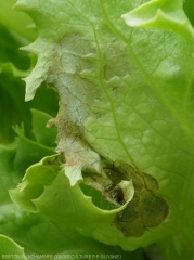 Un discret mycélium peut être observé par endroits sur ou à proximité de cette lésion sur feuille de salade.  <i><b>Rhizoctonia solani</i></b>  (Rhizoctone foliaire - web-blight)