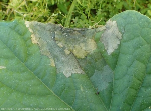 Détail d'une lésion sur feuille de concombre. Les tissus altérés ont une teinte grisâtre, le discret mycélium de  <i><b>Rhizoctinia solani</i></b> est visible par endroits.  (Rhizoctone foliaire - web-blight)