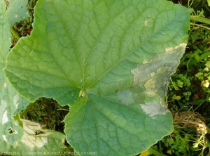 Large lésion livide et se nécrosant rapidement sur feuille de concombre. (<i><b>Rhizoctonia solani</i></b>)  (Rhizoctone foliaire - web-blight)