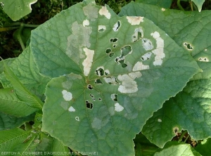 De nombreuses lésions plutôt étendues sont visibles sur cette feuille de concombre. Elles sont d'abord humides, puis livides, et prennent du teinte beige clair en se nécrosant. Localement, le limbe décomposé est tombé conférant à celui-ci un aspect partiellement criblé. (<i><b>Rhizoctinia solani</i></b>)  (Rhizoctone foliaire - web-blight)