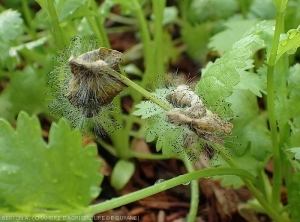 Sur ces deux feuilles de coriandre entièrement altérées par une pourriture humide et sombre,  <i><b>Choanephora cucurbitarum</b></i> à bien sporulé. (pourriture à Choanephora)