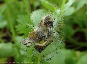 Détail de la sporulation de  <i><b>Choanephora cucurbitarum</b></i> sur feuille de coriandre. (pourriture à Choanephora)