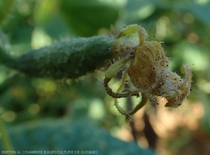  <i><b>Choanephora cucurbitarum</b></i> a fait pourrir les restes de pièces florales de ce jeune fruit de concombre  sur lesquelles il sporule abondamment. (pourriture à Choanephora, cucurbit flower blight)