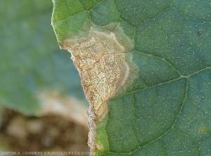 De nombreuses et minuscules ponctuations noires parsèment cette lésion nécrotique initiée à la périphérie du limbe d'une feuille de concombre. Ce sont les fructification de <b><i>Didymella bryoniae</i></b>.