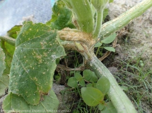 Lésion superficielle beigeâtre, étendue, sur tige et pétioles de courgette. Notez la présence des minuscules taches beigâtres criblant le limbe de certaines feuilles. <b><i>Monographella cucumerina</b></i> (plectosporiose)