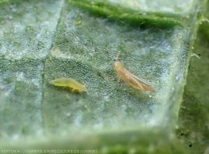 thrips_courgette1
