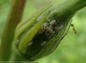 pseudococcidae_gombo1