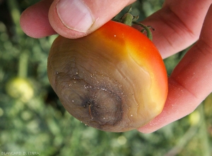 Necrose-apicale-tomate2