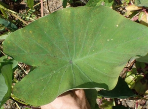 Symptôme de Cladosporiose sur feuille de taro : les tâches présentes en nombre importante sur cette feuille ont tendance à confluer.