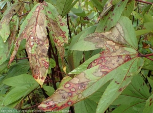 Ces deux feuilles d'oseille rouge de Guiné (<i><b>Hibiscus sabdariffa</i></b>) sont couvertes de lésions nécrotiques plus ou moins étendues. Plusieurs d'entre elles montrent une teinte beigeâtre et sont entourées d'un halo lie de vin. (<i><b>Rizoctonia solani</i></b>)