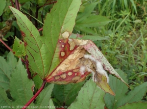 Notez sur cette feuille d'oseille rouge de Guiné (<i><b>Hibiscus sabdariffa</i></b>) la présence d'un mycélium dense mycélium aérien blanc par endroits. (<i><b>Rizoctonia solani</i></b>)