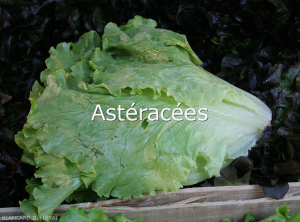 Asteracees