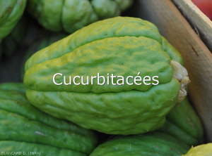 Cucurbitacées