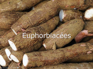 Euphorbiacées