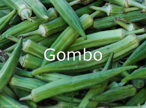 Gombo