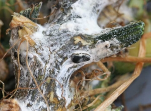 Les tissus de cette tige de courgette altérés montrent une teinte livide et noirâtre, et sont recouverts par du mycélium blanc plus ou moins cotonneux et un gros sclérote noir. (<i>Sclerotinia sclerotiorum</i>)