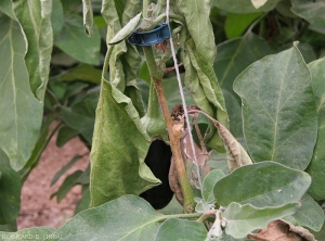 Lésion humide, brunâtre ceinturant la tige sur plusieurs centimètres de ce pied d'aubergine.  Notez le flétrissement  des feuilles situées en aval de la lésion. (<i>Sclerotinia sclerotiorum</i>)