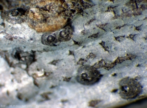 boucliers du pou de San José. <b> <i>Diaspidiotus perniciosus<I></b>