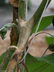 Détaille d'une lésion sur tige d'un pied d'aubergine.  Celle-ci présente une teinte beige à brun clair montre quelques motifs concentriques en périphérie. (<i><b>Sclerotinia sclerotiorum</i></b>)