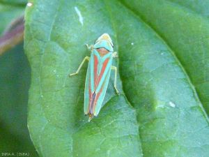 <i>Graphocephala fennahi</i> est un ravageur assez spécifique du rhododendron et dont les dégâts par piqûres sont peu nuisibles. <b>Cicadelle du rhododendron</b> (rhododendron leafhopper) Photo de Arthur Auriol