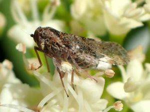 Les cixiidae sont des insectes piqueurs-suceurs d'assez petite taille (< 1cm) dont les ailes sont en partie transparentes et dont les nervures sont couvertes de petites soies.