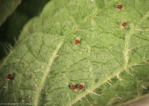 Araignées rouges (tétranyques)