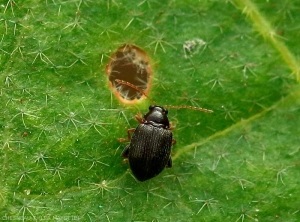 Détail d'un adulte d'<i>Epitrix </i> sp.  observé à Mayotte sur aubergine.