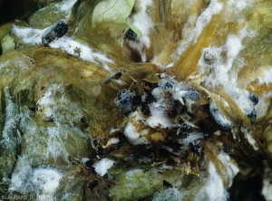 Sclérotes en formation sur collet de salade. Ceux-ci ne tardent pas à se mélaniser et durcir. (<i><b>Sclerotinia sclerotiorum</i></b>)