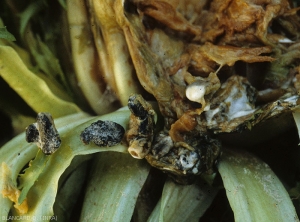 Détail de gros sclérotes allongés et noirs sur salade. (<i><b>Sclerotinia sclerotiorum</i></b>)