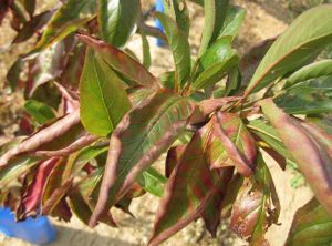 Enroulement Chlorotique de l'Abricotier