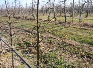 Enroulement Chlorotique de l'Abricotier