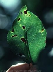 Taches dues à une bactériose à Pseudomonas sur une feuille de prunier