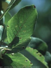 Symptômes de bacteriose à Pseudomonas sur feuille de prunier 