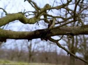 Chancre bactérien sur branche de prunier
