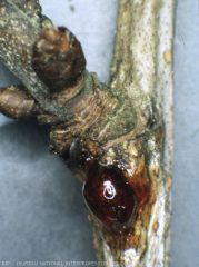 Symptômes de bactériose sur bouquet de mai