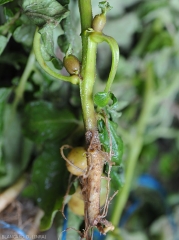 Des tubercules aériens se forment à l'aisselle de feuilles des plantes de pomme de terre atteintes par <i><b>Rhizoctonia solani</i></b>.