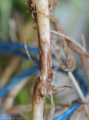 Détail de lésions nécrotiques brunes localisées à la base de la tige d'un pied de pomme de terre. <i><b>Rhizoctonia solani</i></b> (rhizoctone brun)