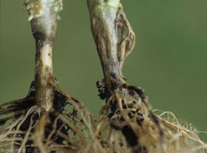 Un chancre brunâtre, plutôt sec et bien délimité, ceinture la base de ces pieds de tomate. <i><b>Rhizoctonia solani</b></i> 