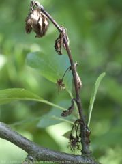 Dégâts de monilia sur rameau de prunier. (<i><b>Monilia spp.</b><i>)