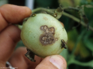 Attaque de <i><b>Rhizoctonia solani</i></b> sur la partie d'une fruit vert au contact du sol. Plutôt limitées, brunes à beigeâtres, les lésions sont plus ou moins chancreuses et présentent quelques motifs concentriques. 
