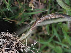 Lésion chancreuse sèche et étendue ceinturant la partie basse de la tige d'un plant d'aubergine.
 <i><b>Rhizoctonia solani</i></b> 