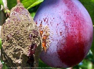Contamination de proche en proche par le monilia des fruits. (<i><b>Monilia spp.</b></i>)
